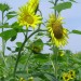 Neuse River Wastewater Treatment Plant (Raleigh, N.C.) has planted sunflowers and used seeds to develop biofuel. Photo courtesy of the City of Raleigh. 