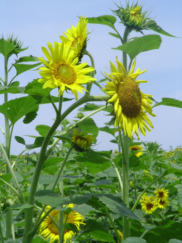 Neuse River Wastewater Treatment Plant (Raleigh, N.C.) has planted sunflowers and used seeds to develop biofuel. Photo courtesy of the City of Raleigh.