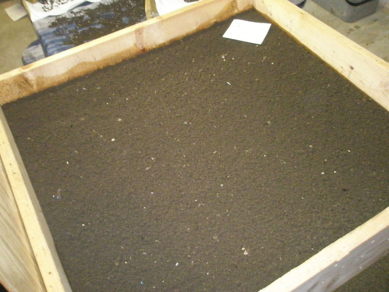 Scholder can tell when biosolids have been processed because vermicastings resemble sand, with small and uniform grains, and no longer have an odor, he said. This indoor bin shows vermicastings. Photo courtesy of Scholder. 