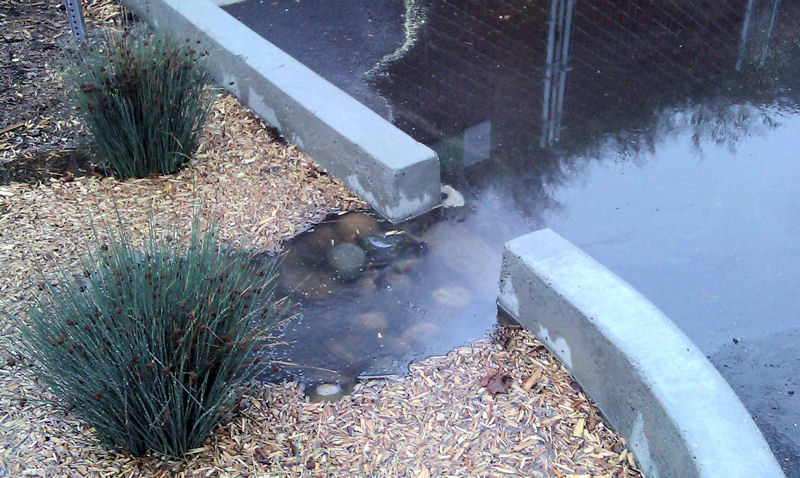 All stormwater at the center and from the outlying area is treated in four bioswales. Photo courtesy of the City of El Cerrito, Calif.